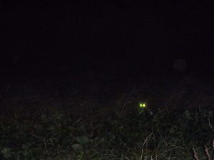 猫の目光る　221030